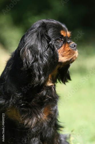 cavalier king charles noir et feu en gros plan en extérieur