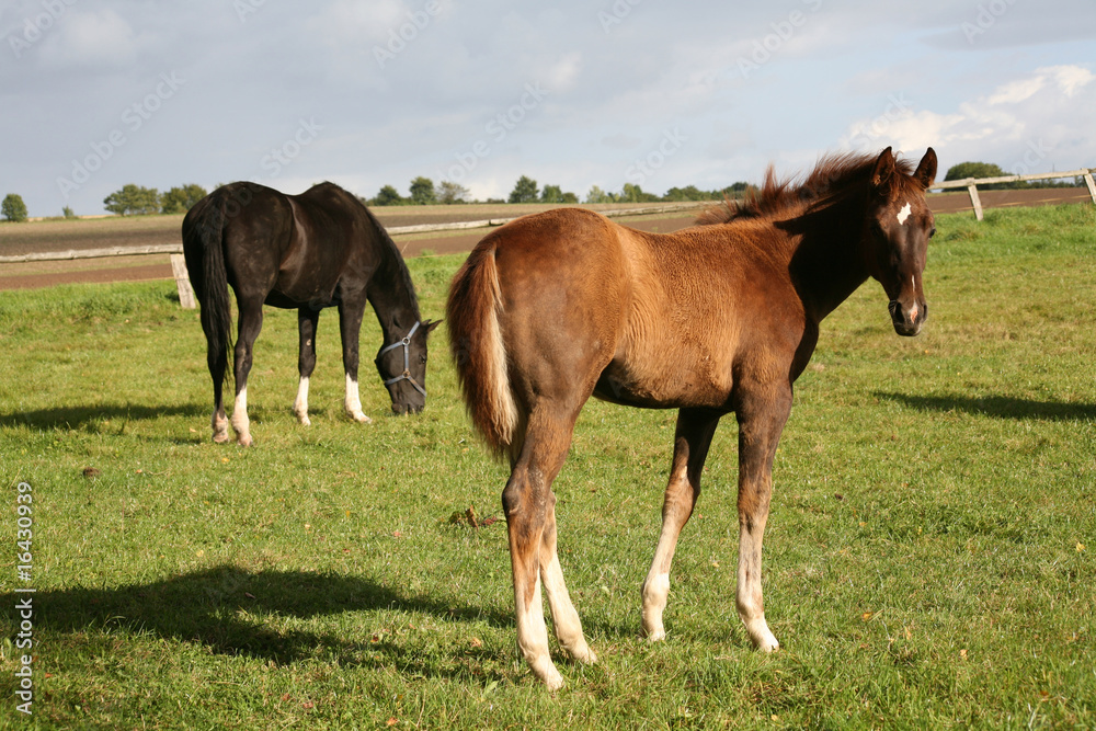 Obraz premium Westfalen