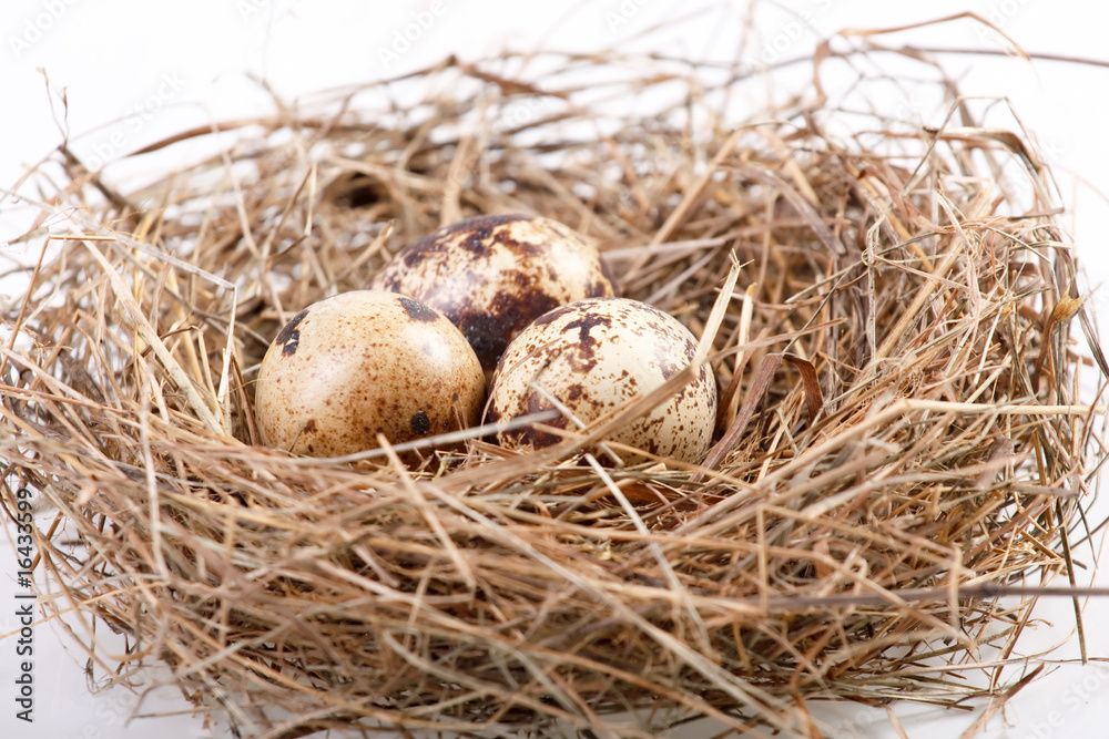 motley eggs at nest.