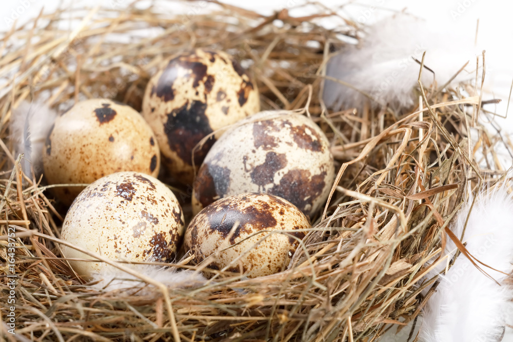 Obraz premium motley eggs at nest.