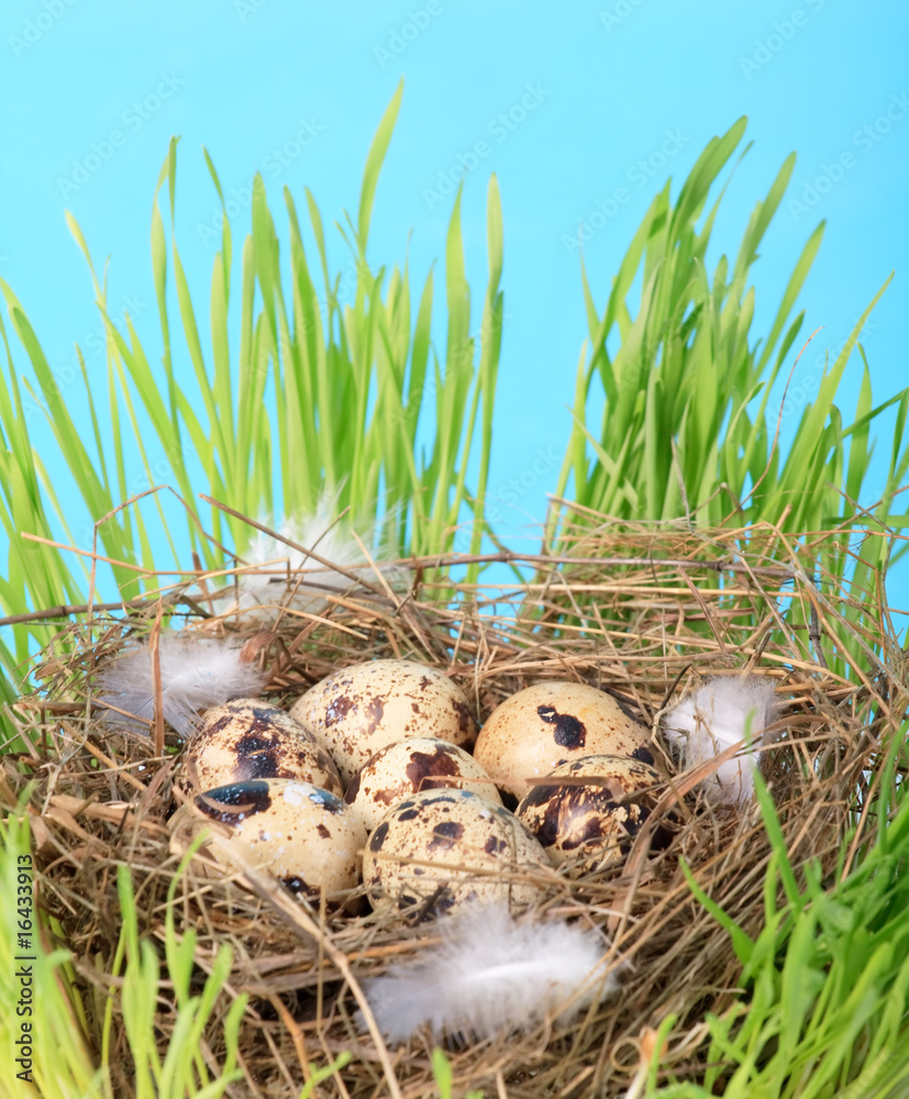 Obraz premium motley eggs at nest.