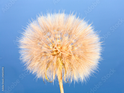 dandelion flower