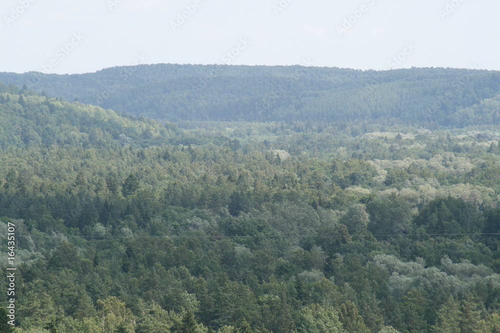 view on forests