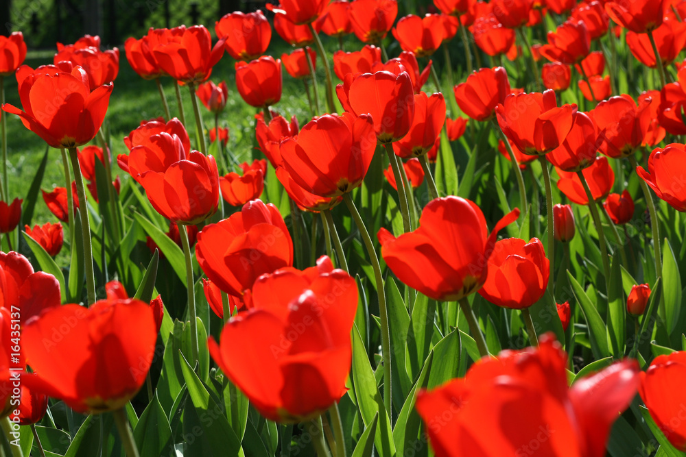 Fototapeta premium red tulips