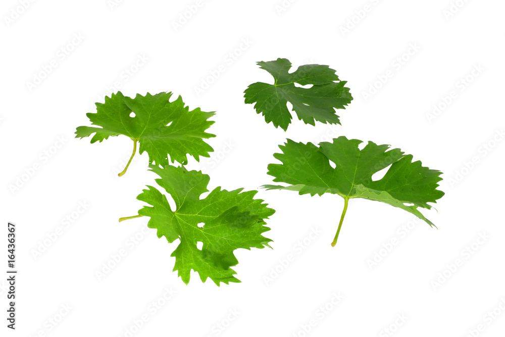Green leaf of grape . Isolated over white. Green leaf of grape . Isolated over white.
