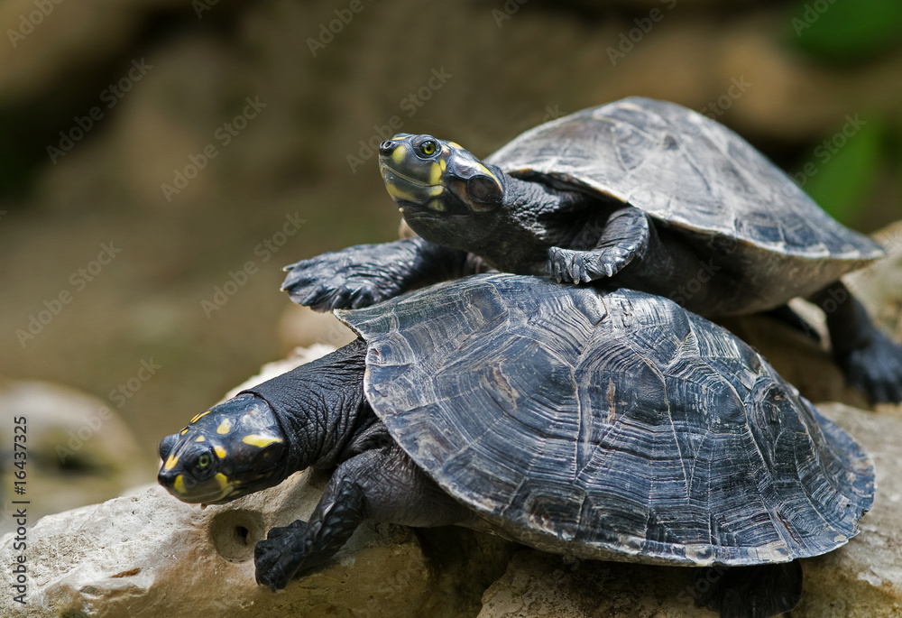 Obraz premium wasserschildkröten