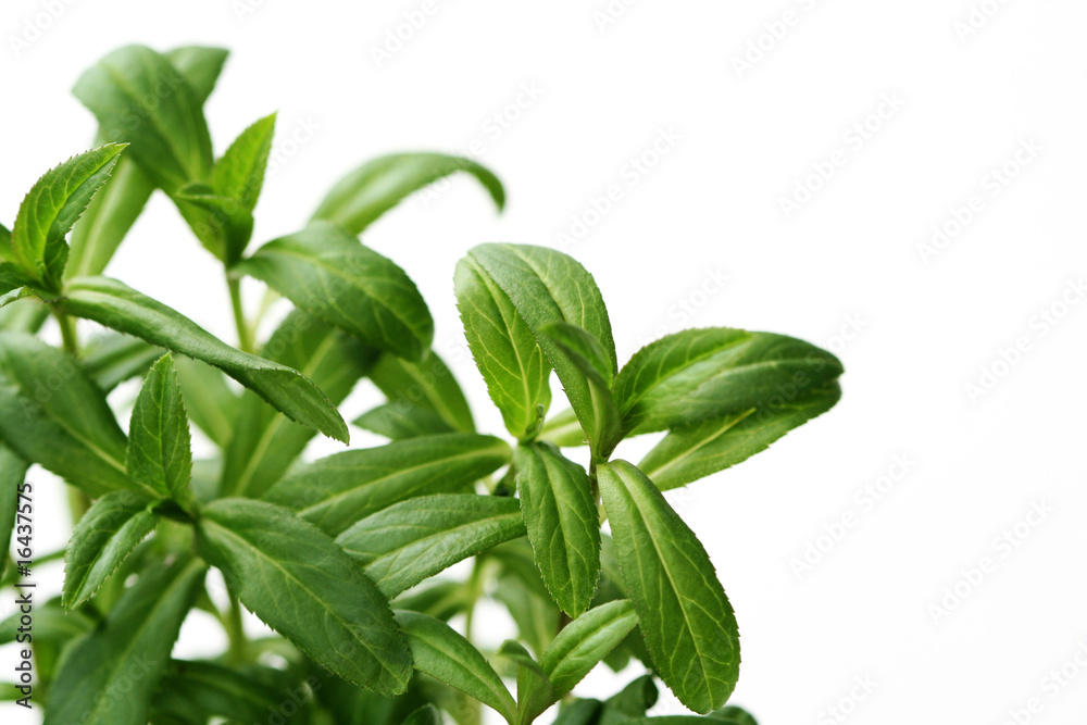 tarragon tarragon