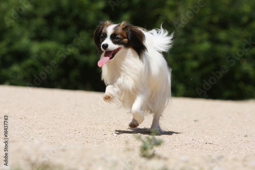 Canvas Print chien épagneul phalène qui gambade sur le sable