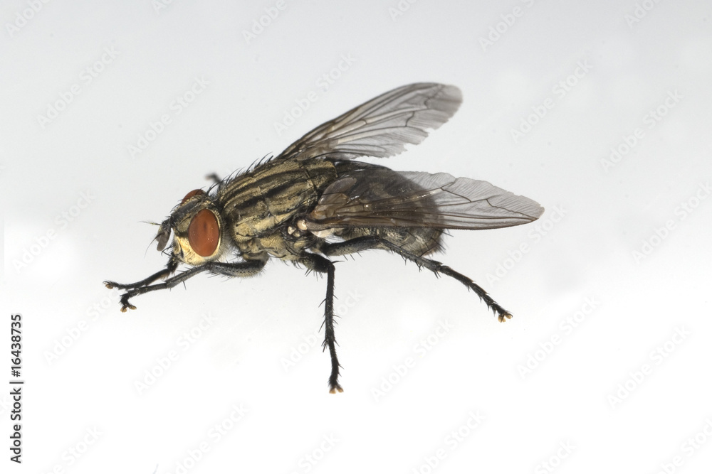 Fliege, Brachycera Fliege, Brachycera