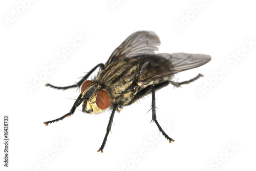 Fliege, Brachycera