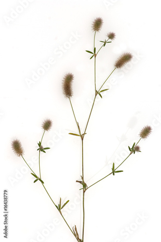 Hasen-Klee, Trifolium arvense © Ruckszio