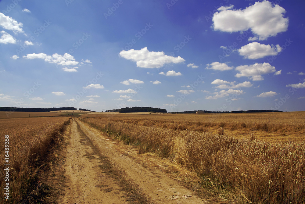 Fototapeta premium Wheat field