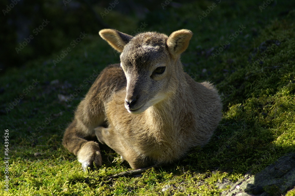 Obraz premium Rehkitz