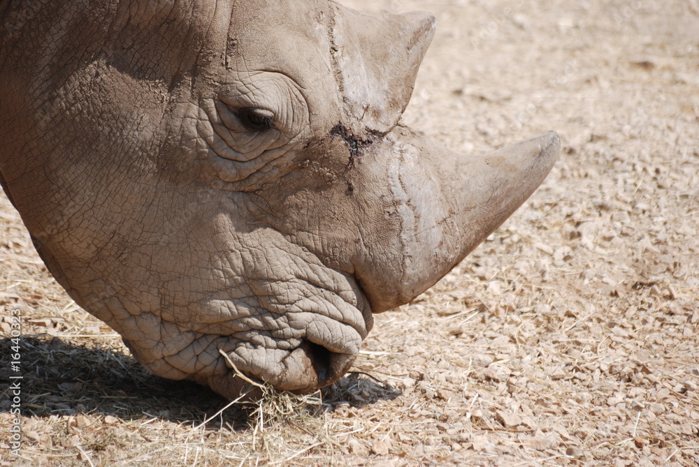 Obraz premium rhinoceros