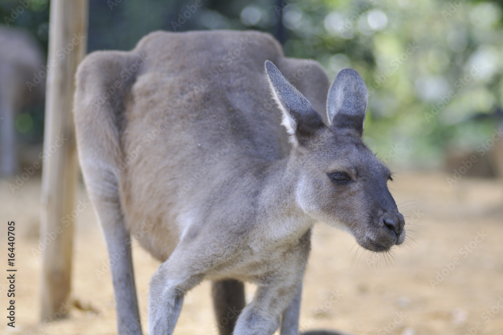 Fototapeta premium カンガルー 2