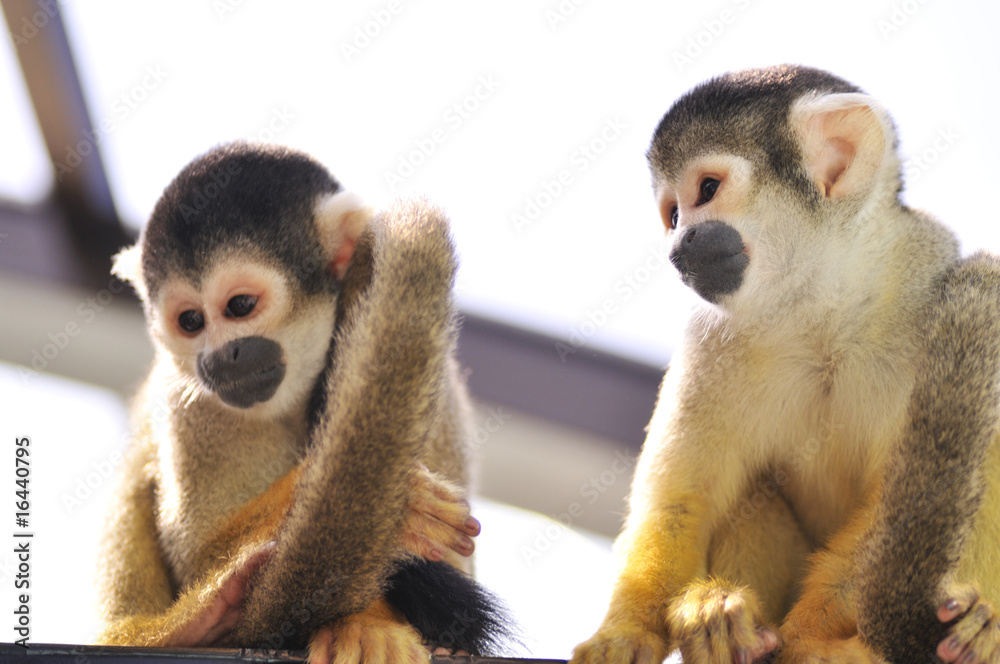 Obraz premium リスザル 3