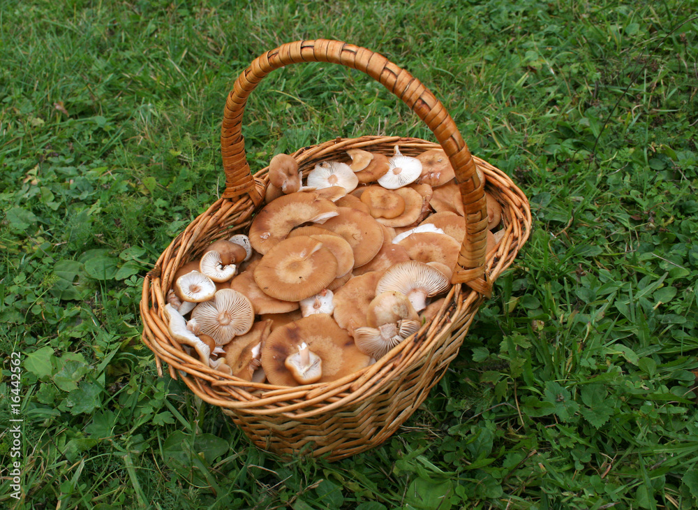 mushrooms mushrooms