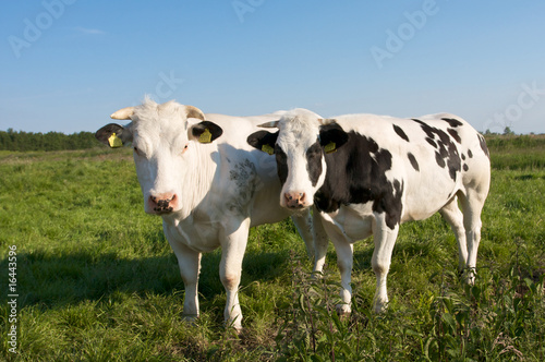 Dutch cows © Robert Soen