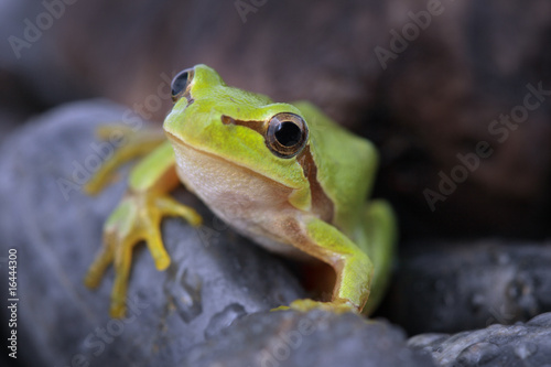 Tree frog on stone