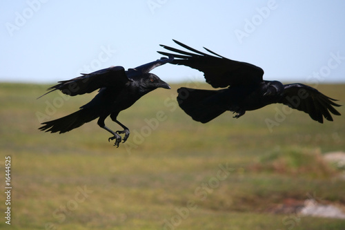 Two crows in flight together.