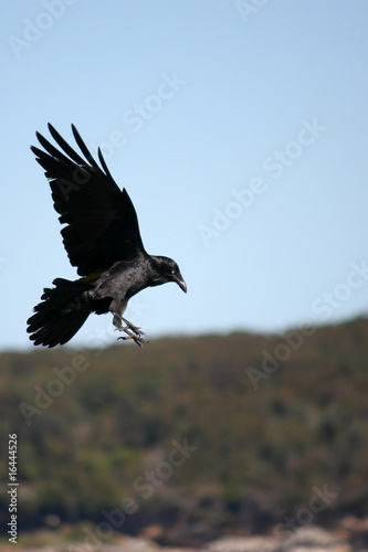 Crow swooping down in flight.