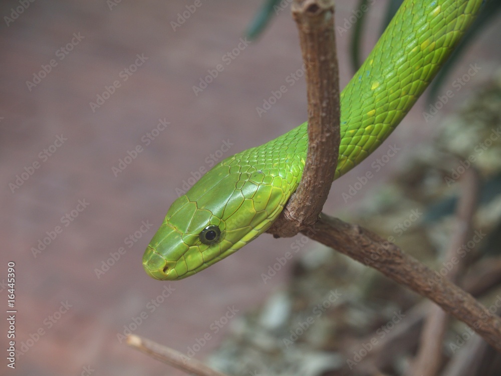 Grüne Mamba Grüne Mamba