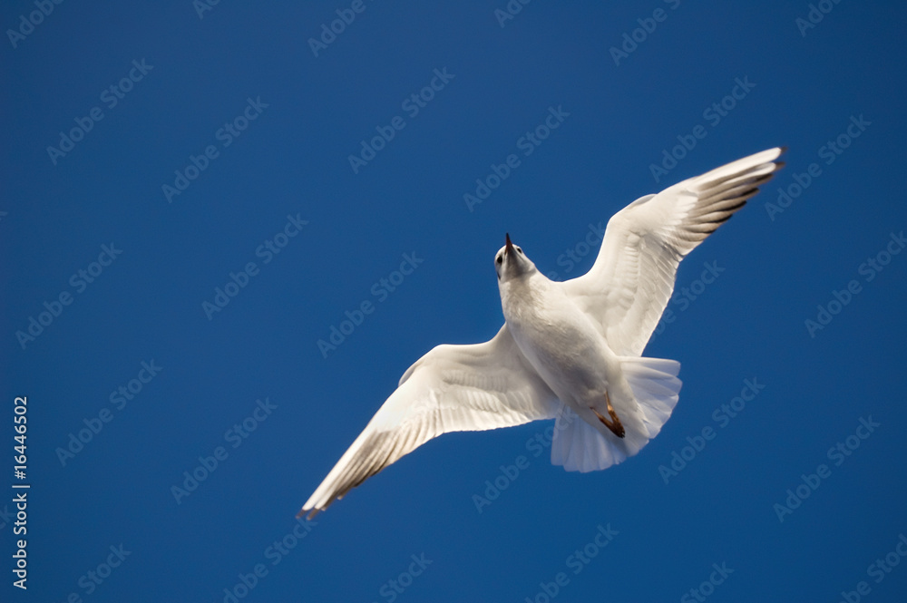 Obraz premium Flying gull on the blue sky background
