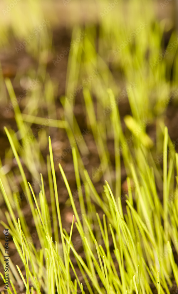 green grass close up background