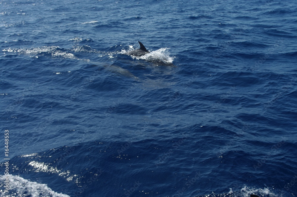 Fototapeta premium Dauphins