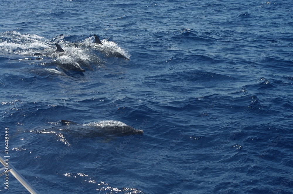 Obraz premium Dauphins
