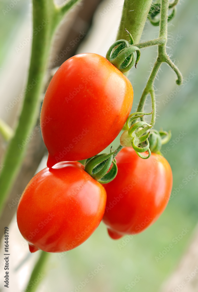 Bunch of ripe tomatoes