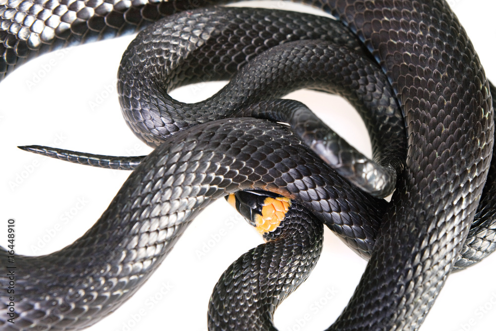 Fototapeta premium Snake isolated on white background.