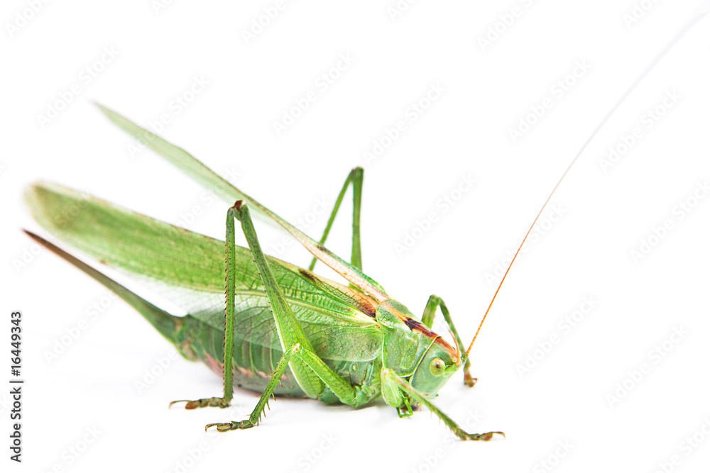 Locust isolated on white background. Locust isolated on white background.