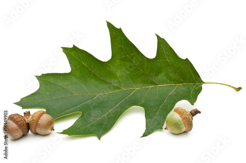 Acorn and leaf of oak.