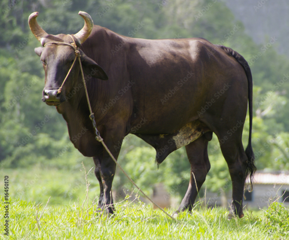 taureau taureau