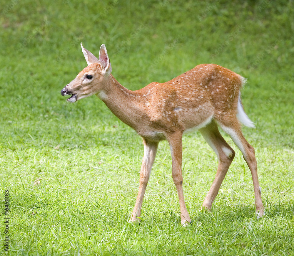 sunny day fawn