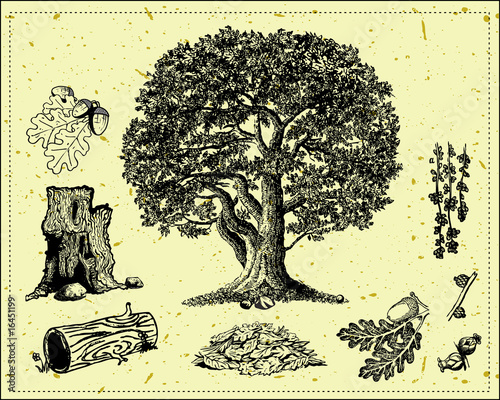 Oak
