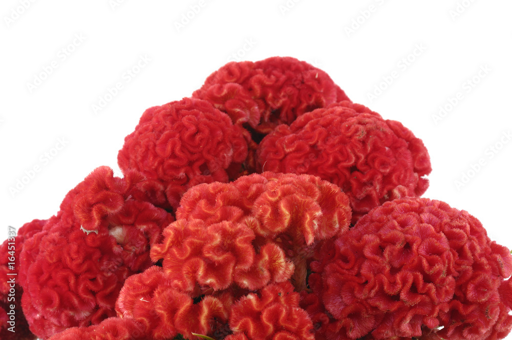 Blossom exotic flower