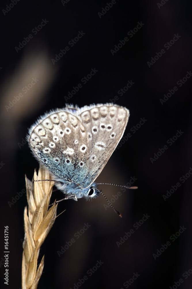 Obraz premium Blue wing sitting on straw.