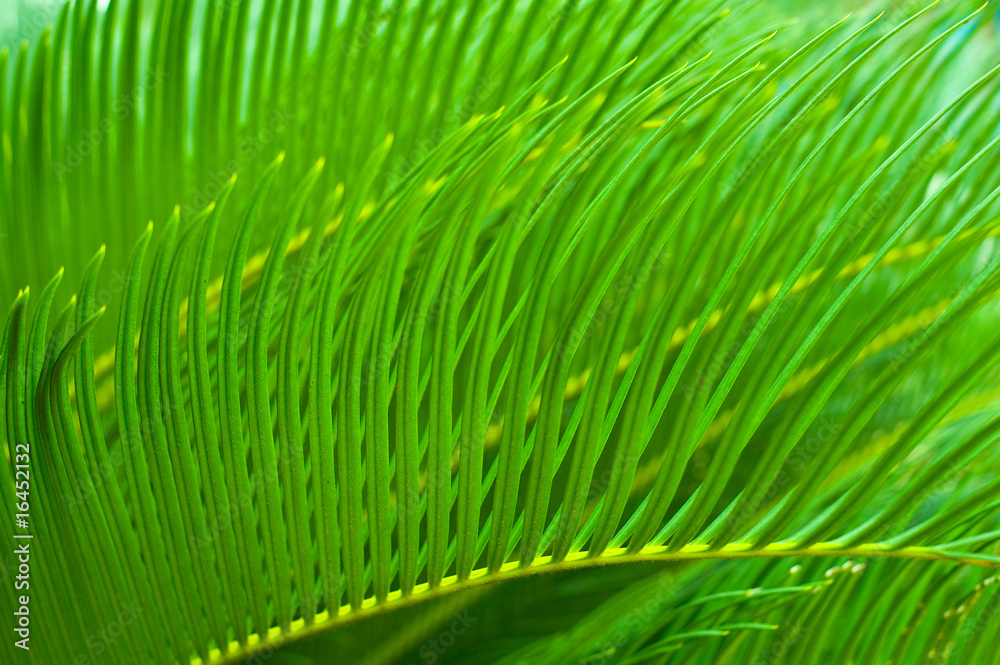 Cycad leaf Cycad leaf