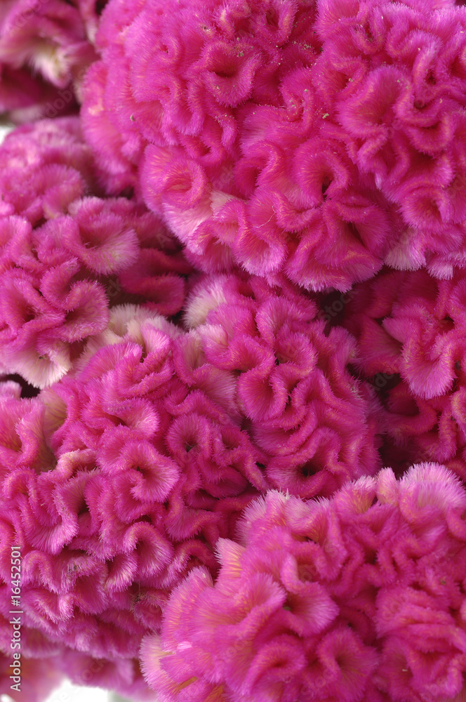 Macro of cockscomb Macro of cockscomb