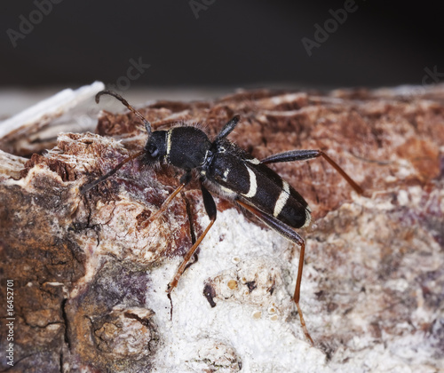 Wasp beetle on log. Macro photo. photo