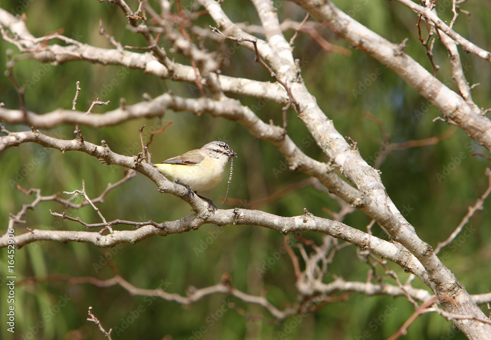 Yellow-rumpedThornbill - Nest building Yellow-rumpedThornbill - Nest building