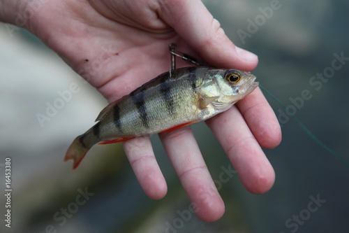 Fototapeta Naklejka Na Ścianę i Meble -  Bait fish used to attract large predatory fish