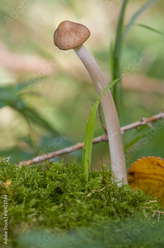 collybie radicante (oudemansiella radicata) photo