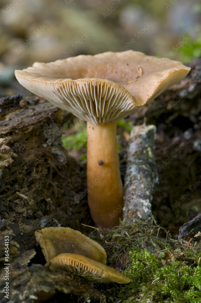 Fototapeta premium Lactaire subtile (Lactarius subdulcis)