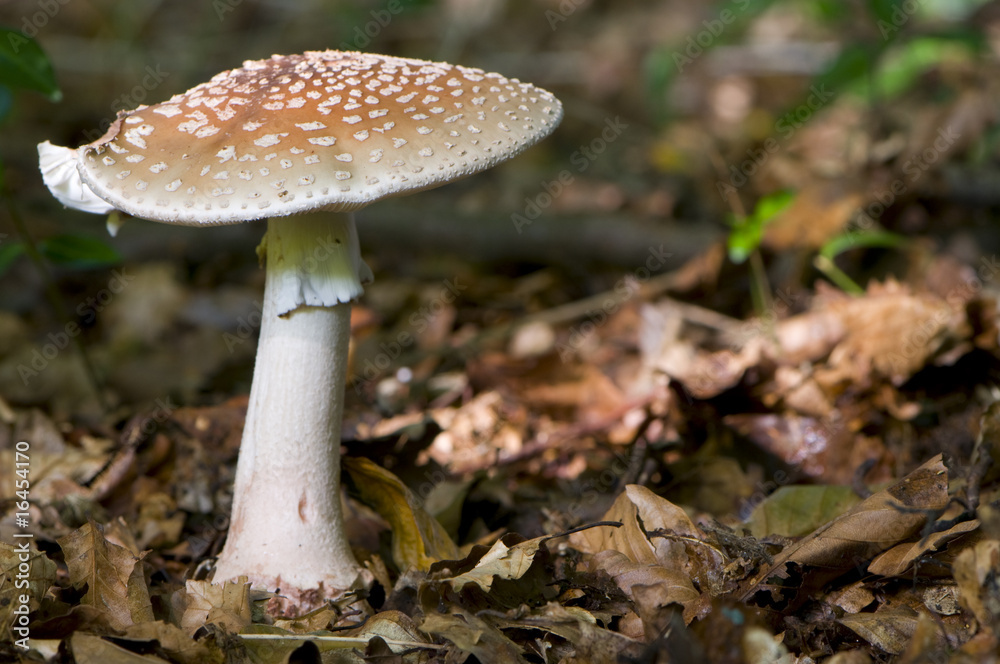 Amanite rougissante (Amanita rubescens) Amanite rougissante (Amanita rubescens)
