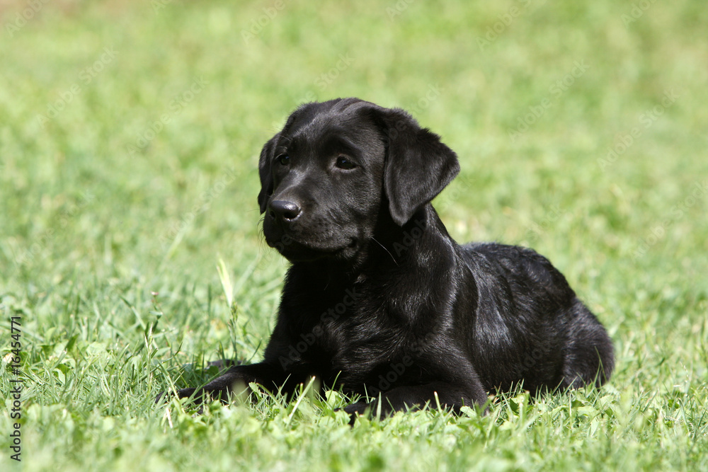 jeune labrador retriever noir couché en éveil sur la pelouse