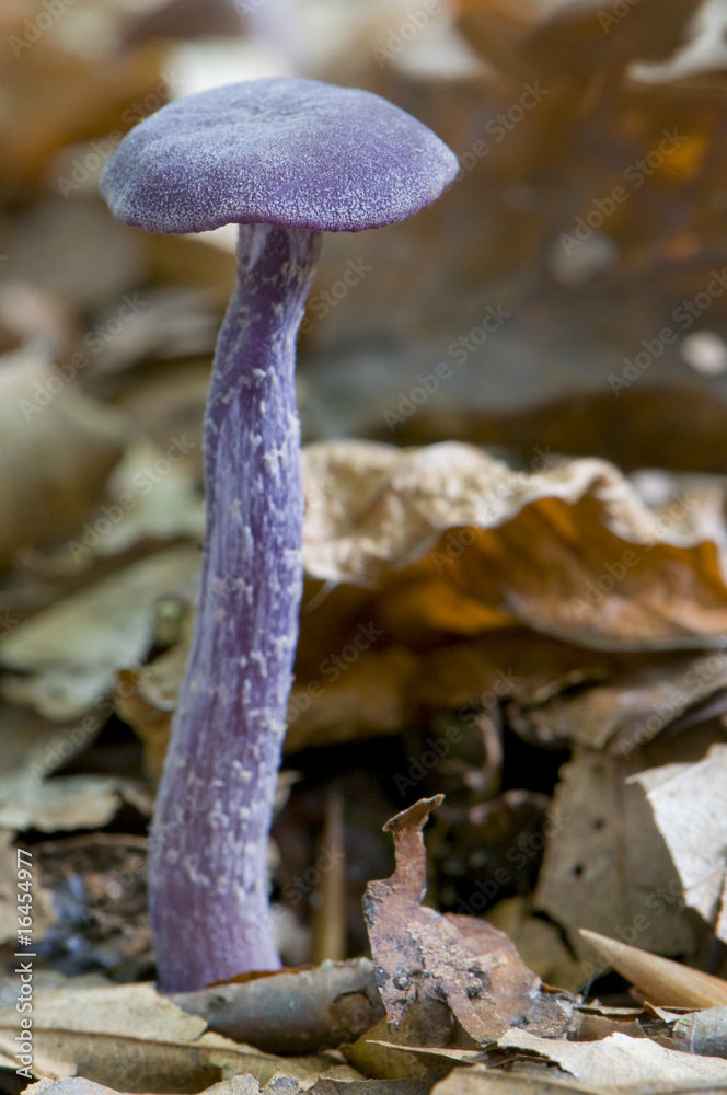 Laccaria amethystina (Laccaire améthyste / clitocybe améthyste) Laccaria amethystina (Laccaire améthyste / clitocybe améthyste)