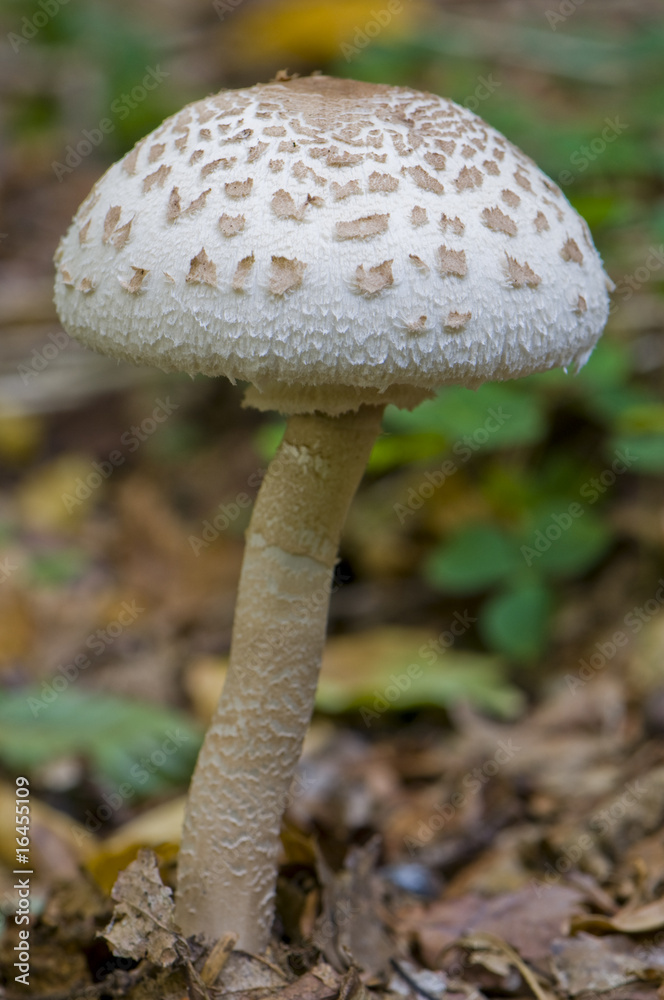 Lépiote élevée, Coulemelle (Macrolepiota procera) Lépiote élevée, Coulemelle (Macrolepiota procera)